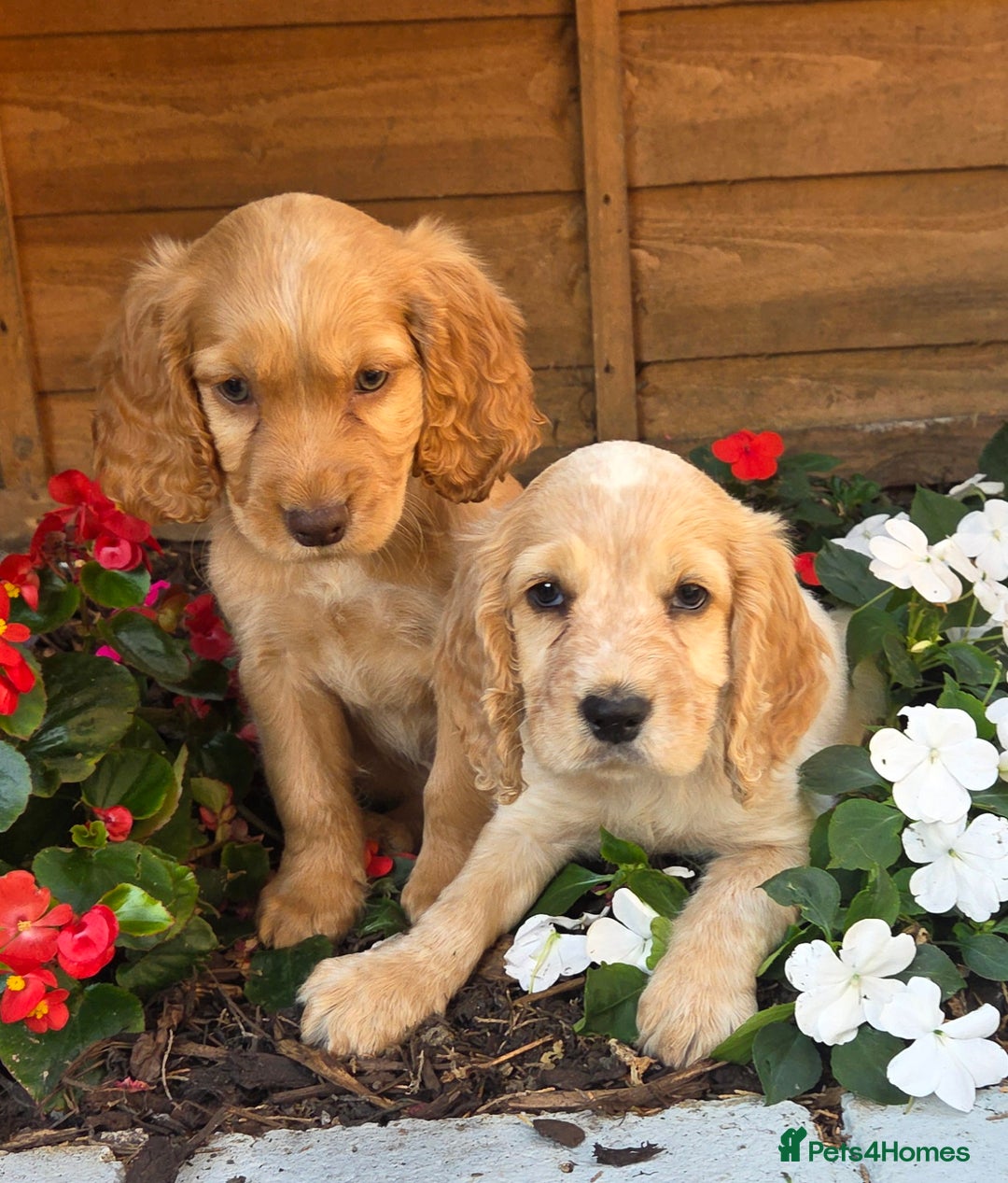 Cocker Spaniel dogs for sale: 2 beautiful working cocker spaniel pups  - Image 10