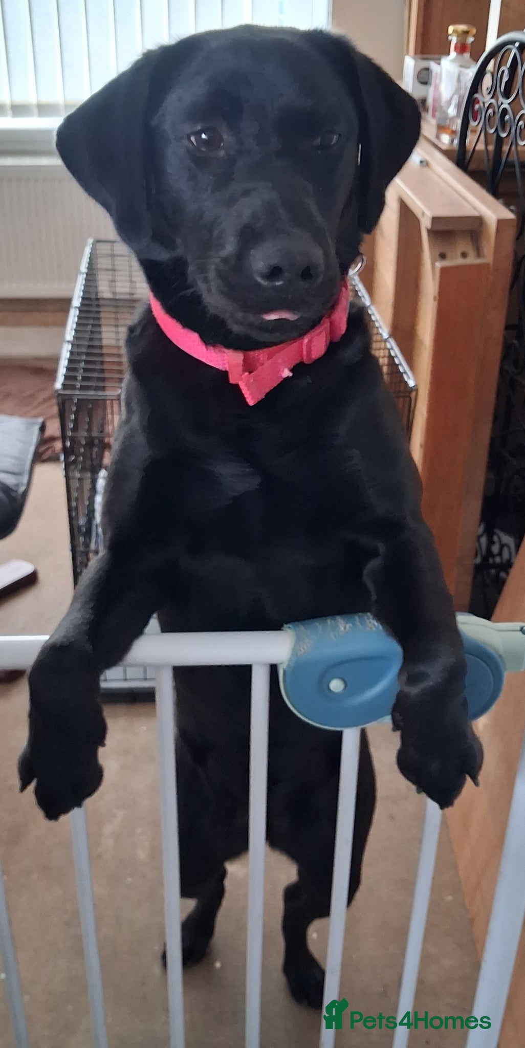 Labrador Retriever dogs Lovable Lucy needs loving home.  - Advert 1