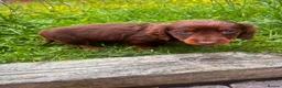 Miniature Dachshund dogs for sale: miniture dachshund - Advert 10