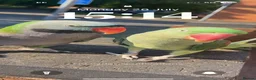 Parrots birds for sale: Derbyan and alexandrine parrot in Derby - Advert 2