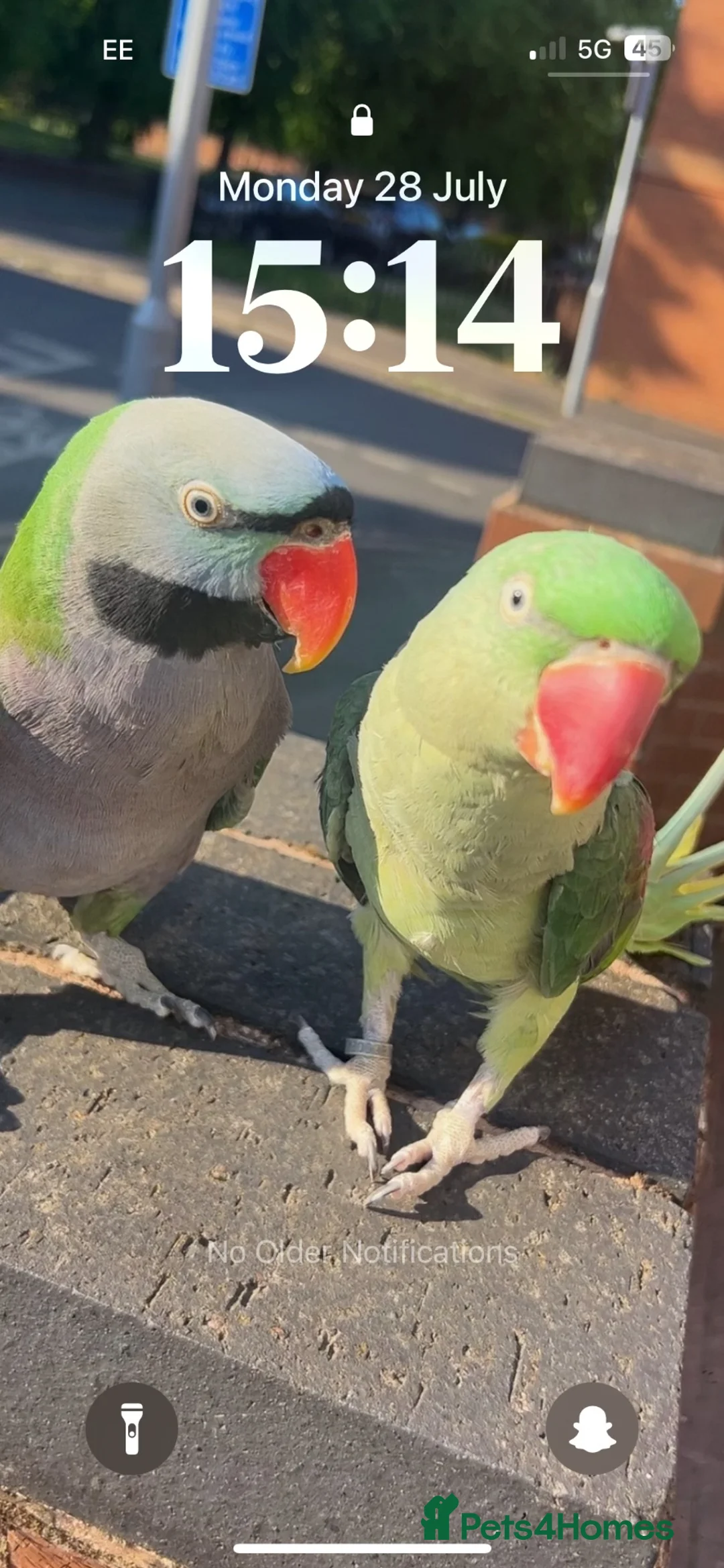 Parrots birds for sale: Derbyan and alexandrine parrot in Derby - Advert 2