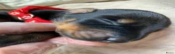Dobermann dogs for sale: KC REGISTERED DOBERMAN PUPS - Advert 21