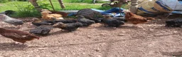Chickens poultry for sale: Various young pullets - Advert 6