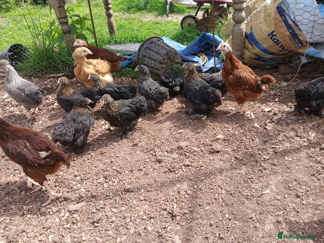 Chickens poultry for sale: Various young pullets - Advert 6