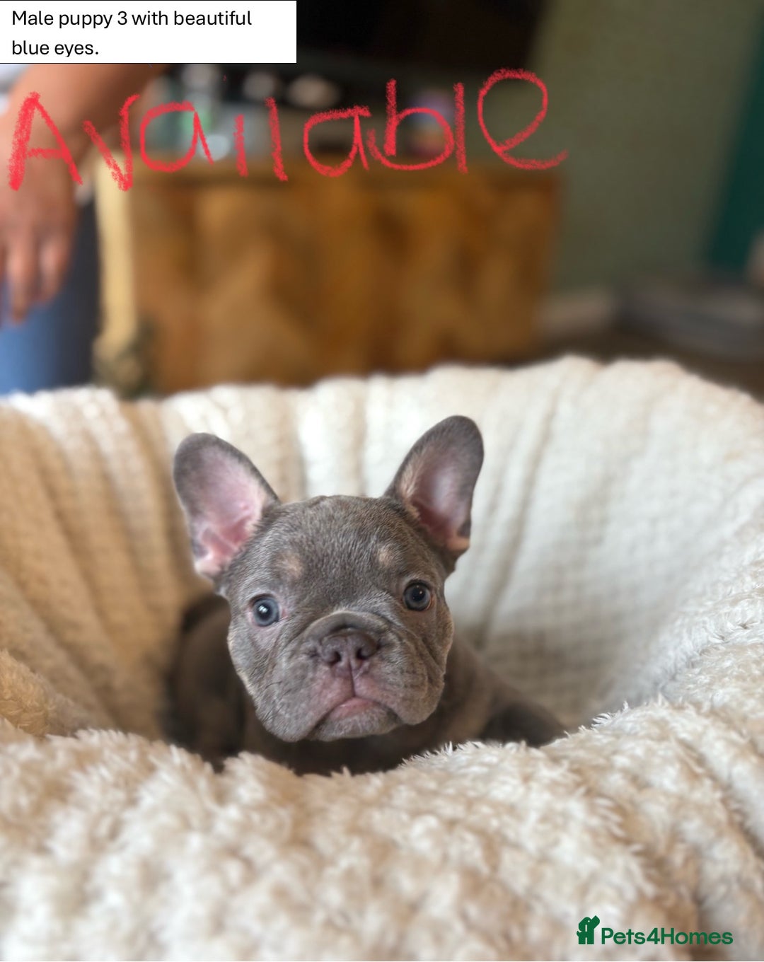 French Bulldog dogs for sale: KC Registered French Bulldog puppies for sale - Image 3