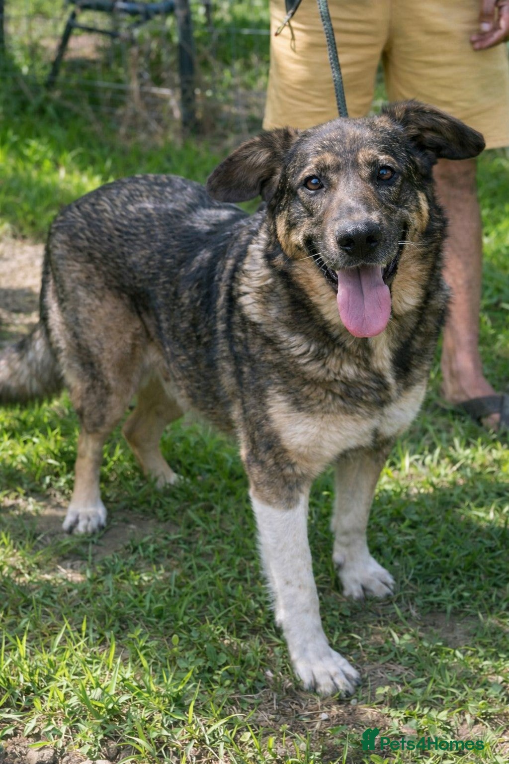 Mixed Breed dogs ♫ Josephine, She Sends You All Her Love 💕 - Advert 4