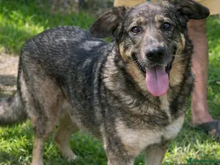 Mixed Breed dogs ♫ Josephine, She Sends You All Her Love 💕 - Advert 2