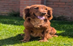 Cocker Spaniel dogs for sale: Beautiful black working cocker spaniel puppies  - Image 5
