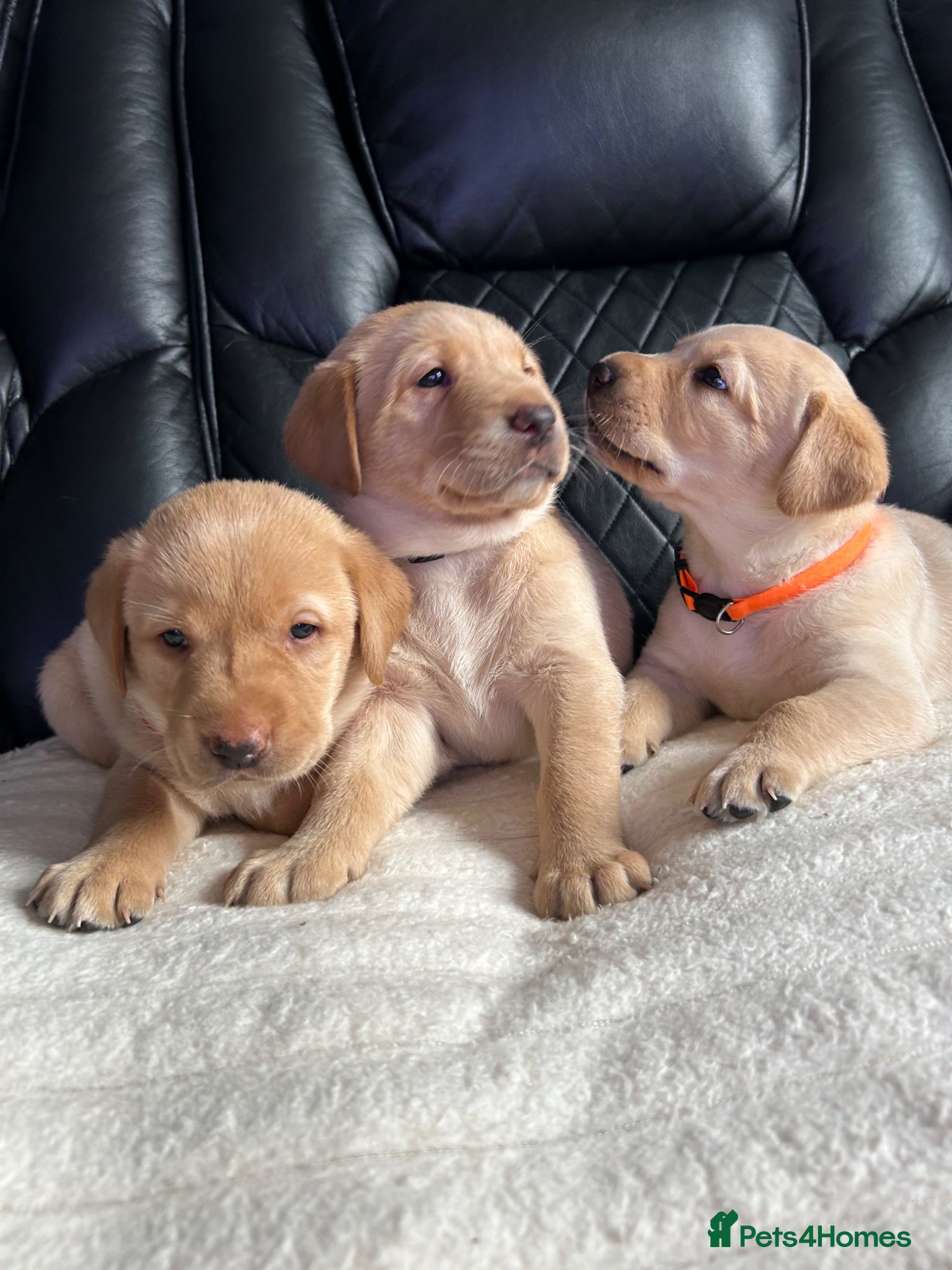 Labrador Retriever dogs Stunning Labrador puppies - Advert 17