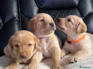 Labrador Retriever dogs Stunning Labrador puppies - Advert 1