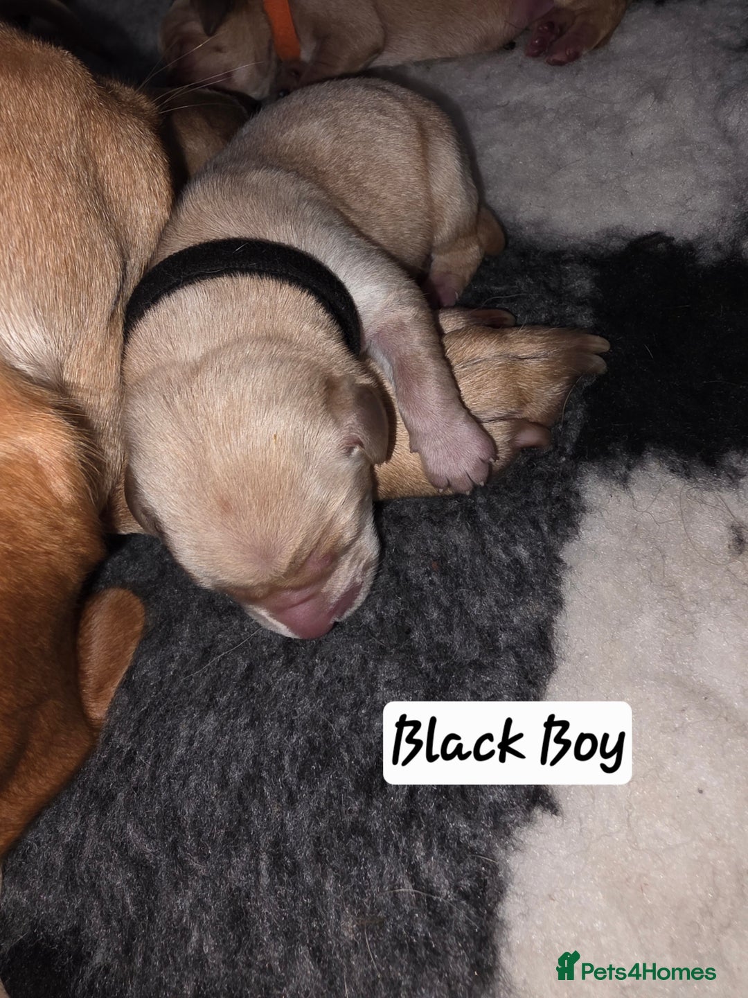 Labrador Retriever dogs for sale: Gorgeous Labrador puppies - Advert 17