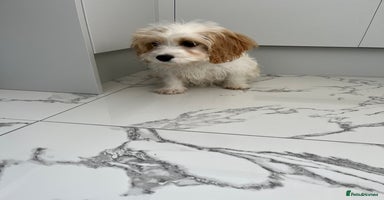 Cavapoo dogs - Advert 3