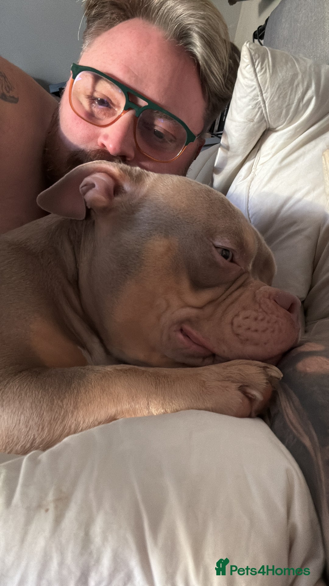 American Bully dogs for sale: BIGGA BULLZ Lilac/Tan micro exotic bully girl - Advert 2