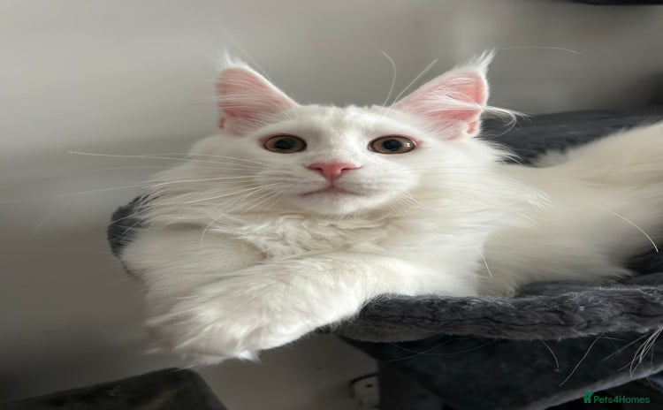 Maine Coon cats - Advert 15