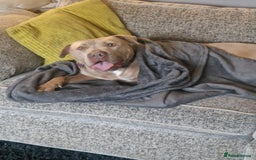 Mixed Breed dogs for sale: Kaya 3 year old - Image 2