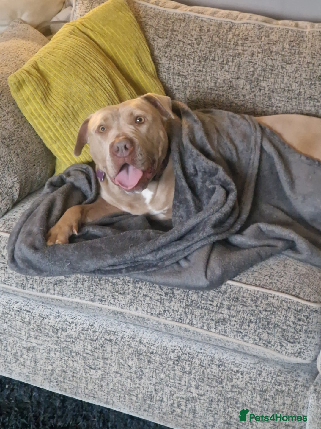 Mixed Breed dogs for sale: Kaya 3 year old - Image 2
