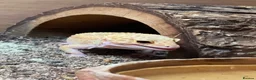Leopard Gecko reptiles for sale: Complete Leopard Gecko Set Up 3 Viv’s & 4 Gecko’s - Advert 3