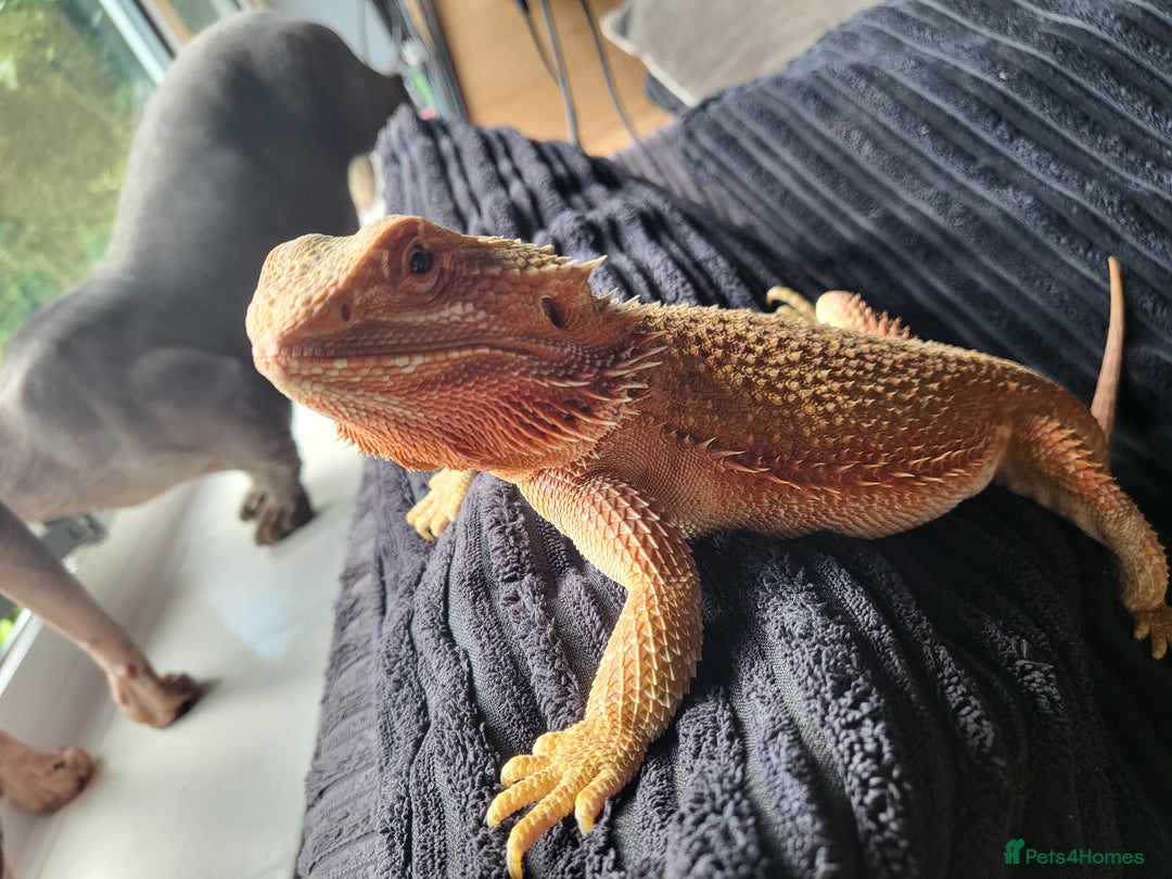 Bearded Dragon reptiles for sale: Red Bearded Dragon needs a new home - Image 3