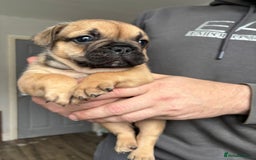 French Bulldog dogs for sale: 2 boy freachies pup ready to go  - Image 4