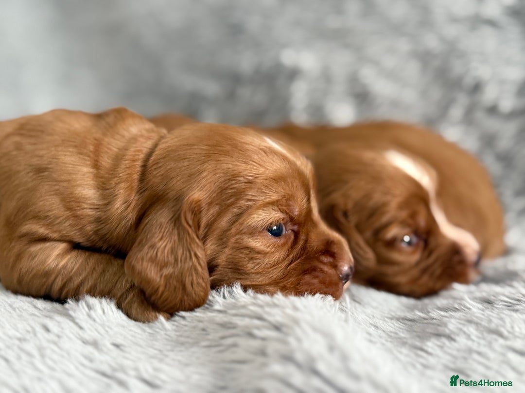Cocker Spaniel dogs for sale: Gorgeous KC Working Cocker Spaniels- Health Tested - Image 13