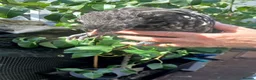 Mixed Breed poultry for sale: 2 x girls - Advert 3