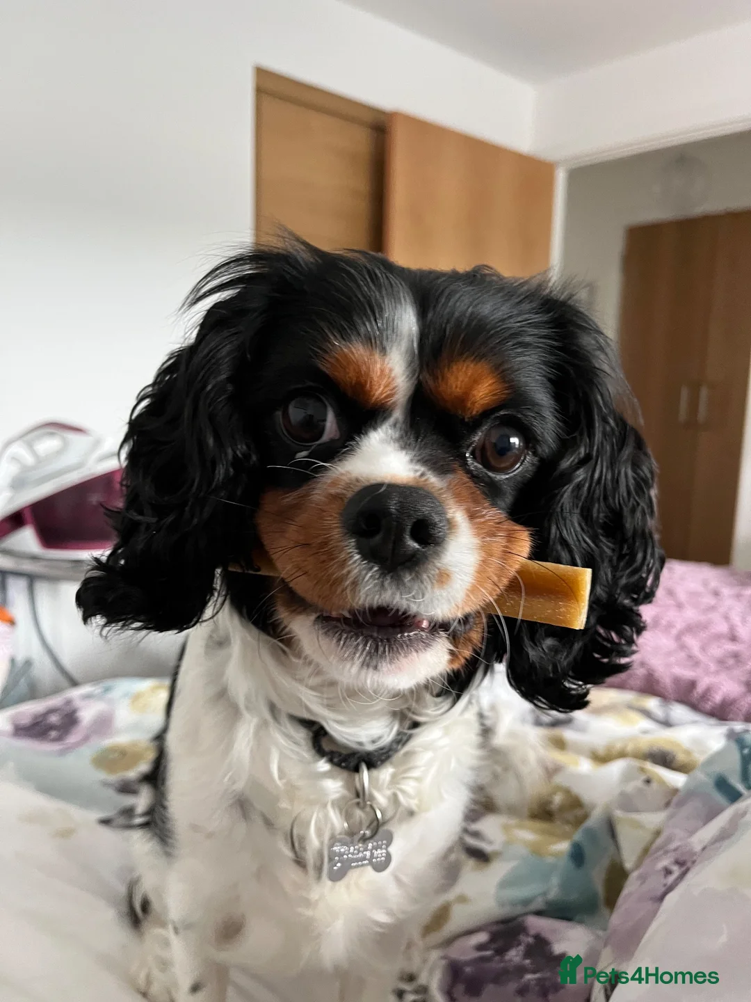 Cavalier King Charles Spaniel dogs for stud: Maisie moo in Cupar - Advert 1