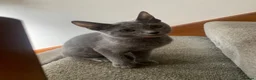 Russian Blue cats for sale: Championship and GCCF Russian blue kittens  - Advert 22