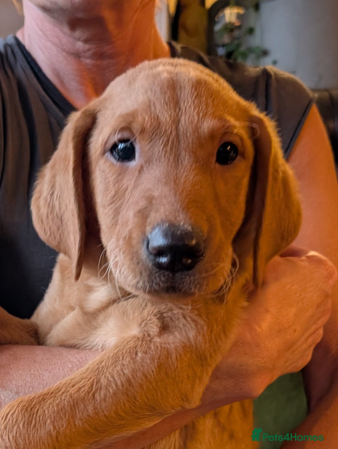 Labrador Retriever dogs for sale: Red Fox Labradors  in Wigston - Image 4