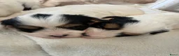 Biewer Terrier dogs for sale: Beautiful biewer terrier puppies 💙🩷 - Advert 2