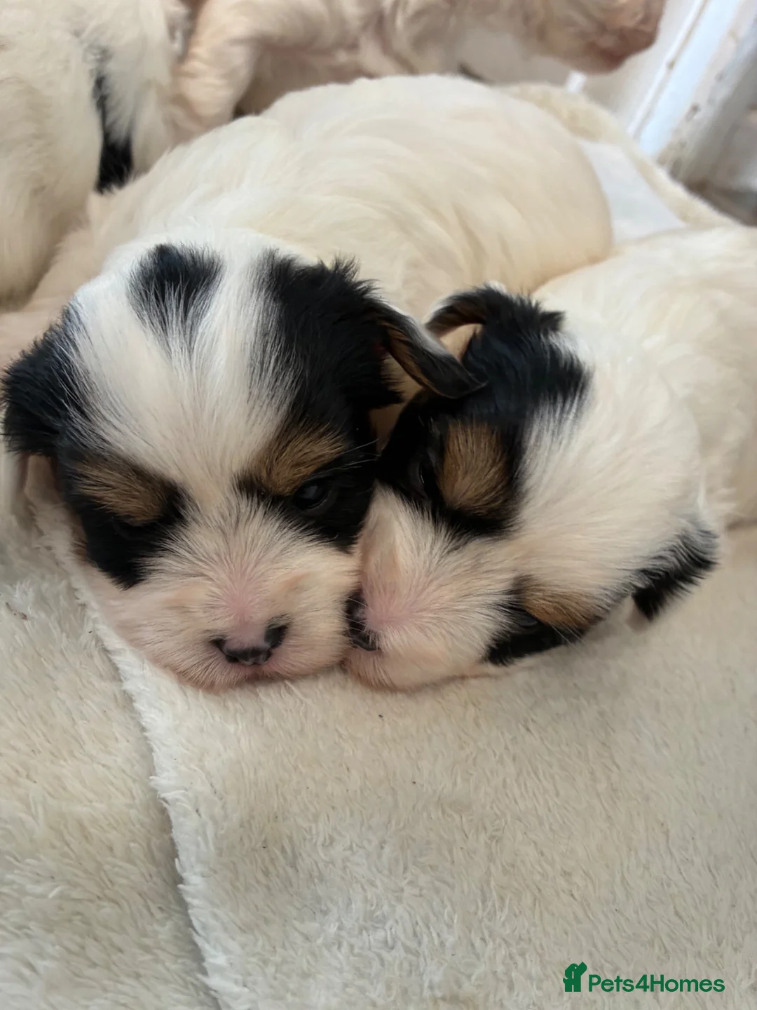 Biewer Terrier dogs for sale: Beautiful biewer terrier puppies 💙🩷 - Advert 2