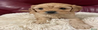 Bailey