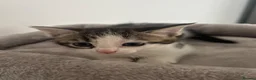 Mixed Breed cats for sale: Kittens for sale  in Milton Keynes - Advert 10