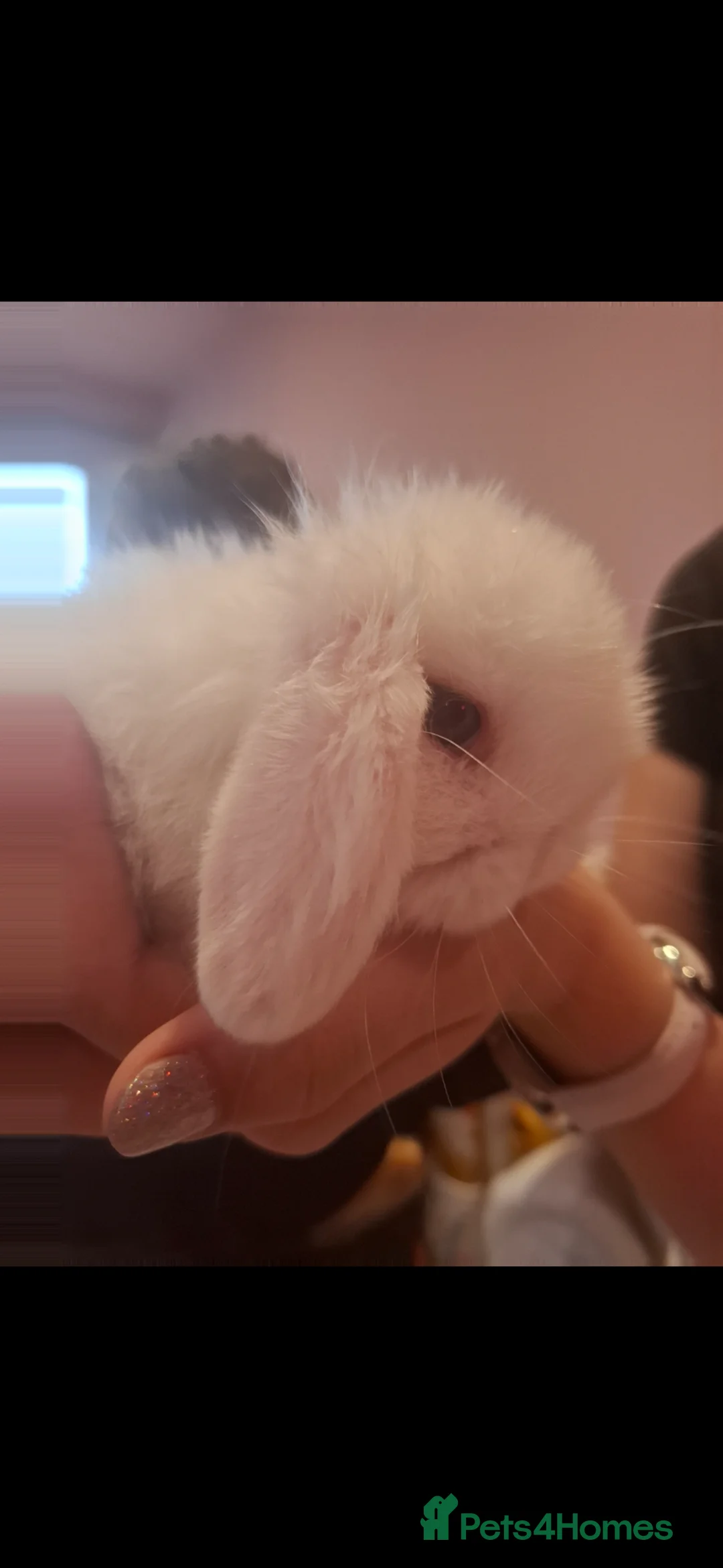 Mini Lop rabbits for sale: Mini lop baby rabbits - Advert 4