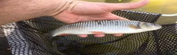 Minnows fish for sale: Native Coarse Fish: Perch, Roach, Rudd, Bream  etc - Advert 5