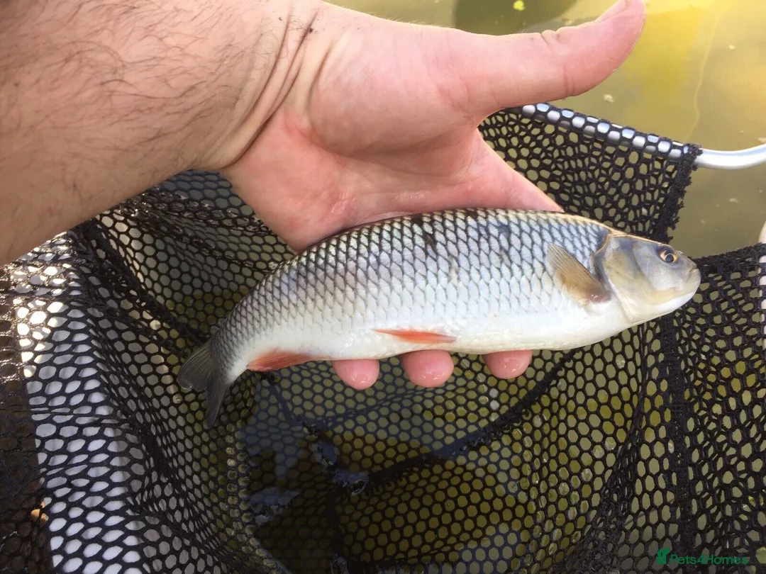 Minnows fish for sale: Native Coarse Fish: Perch, Roach, Rudd, Bream  etc - Advert 5