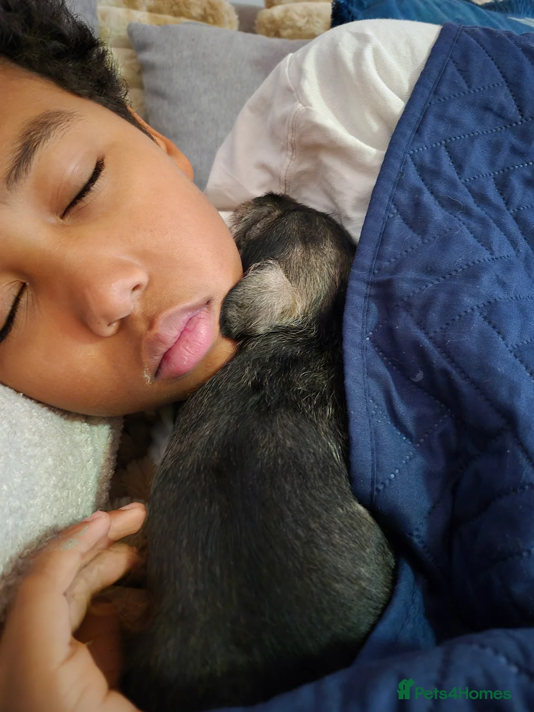 Miniature Schnauzer dogs for sale: Adorable Miniature Shnauzer ,SOLD - Advert 12