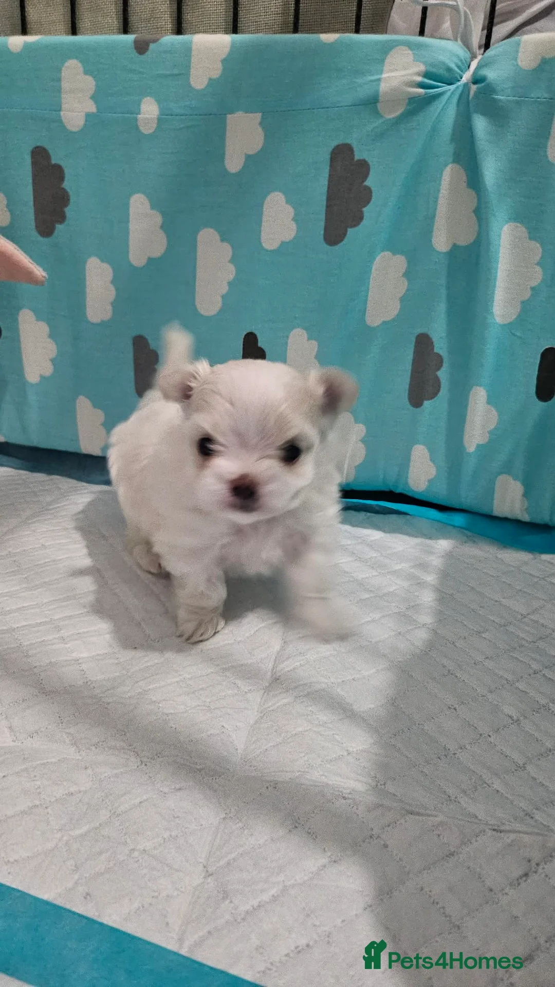 Maltese dogs for sale: 🐾 Beautiful Maltese puppy for sale 🐾 - Advert 5