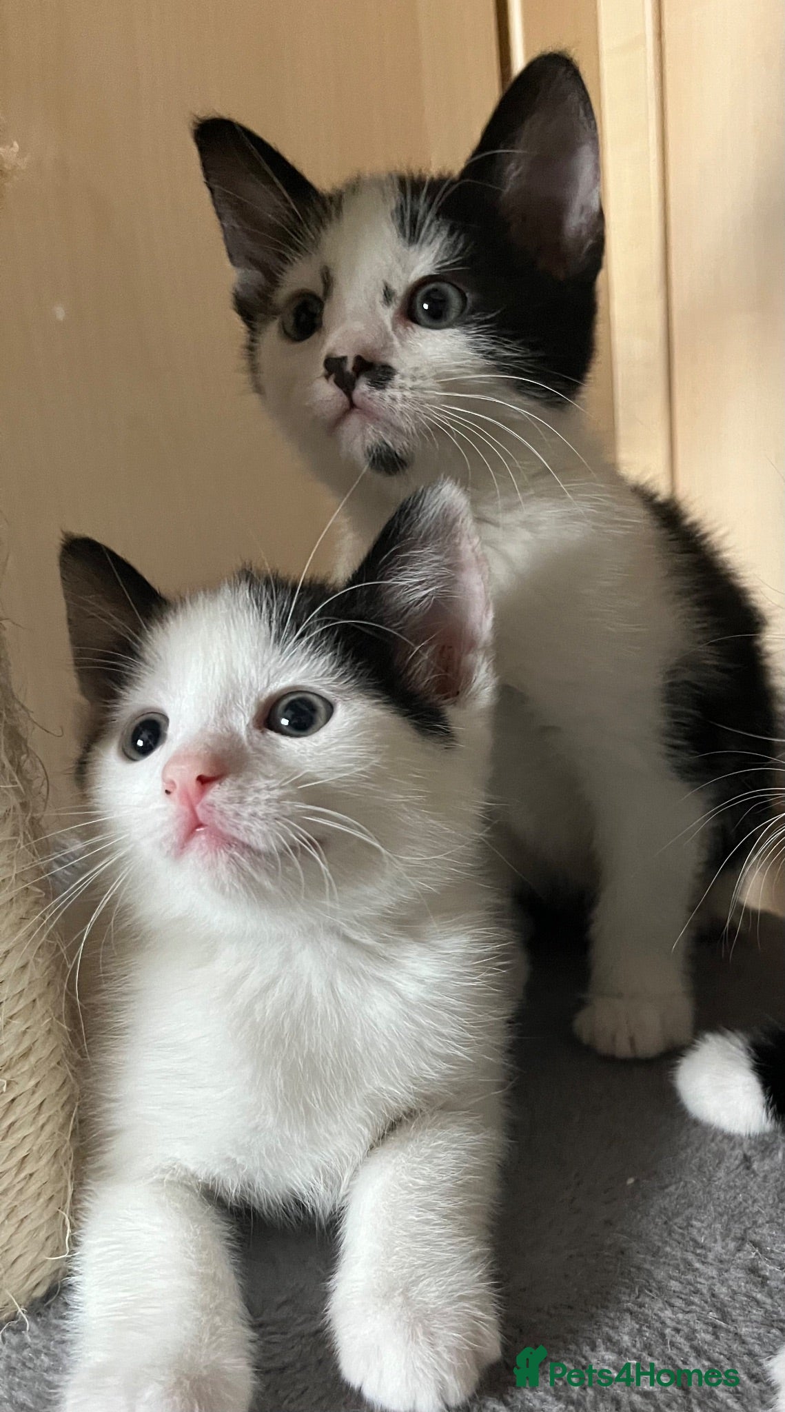Mixed Breed cats  2 adorable kittens are looking for a ne  - Advert 2