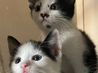 Mixed Breed cats 2 adorable kittens are looking for a ne - Advert 1