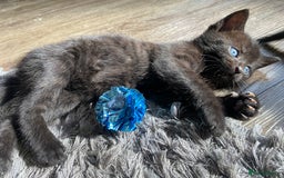 Bengal cats for sale: Mixed Stunning Bengals  - Image 20