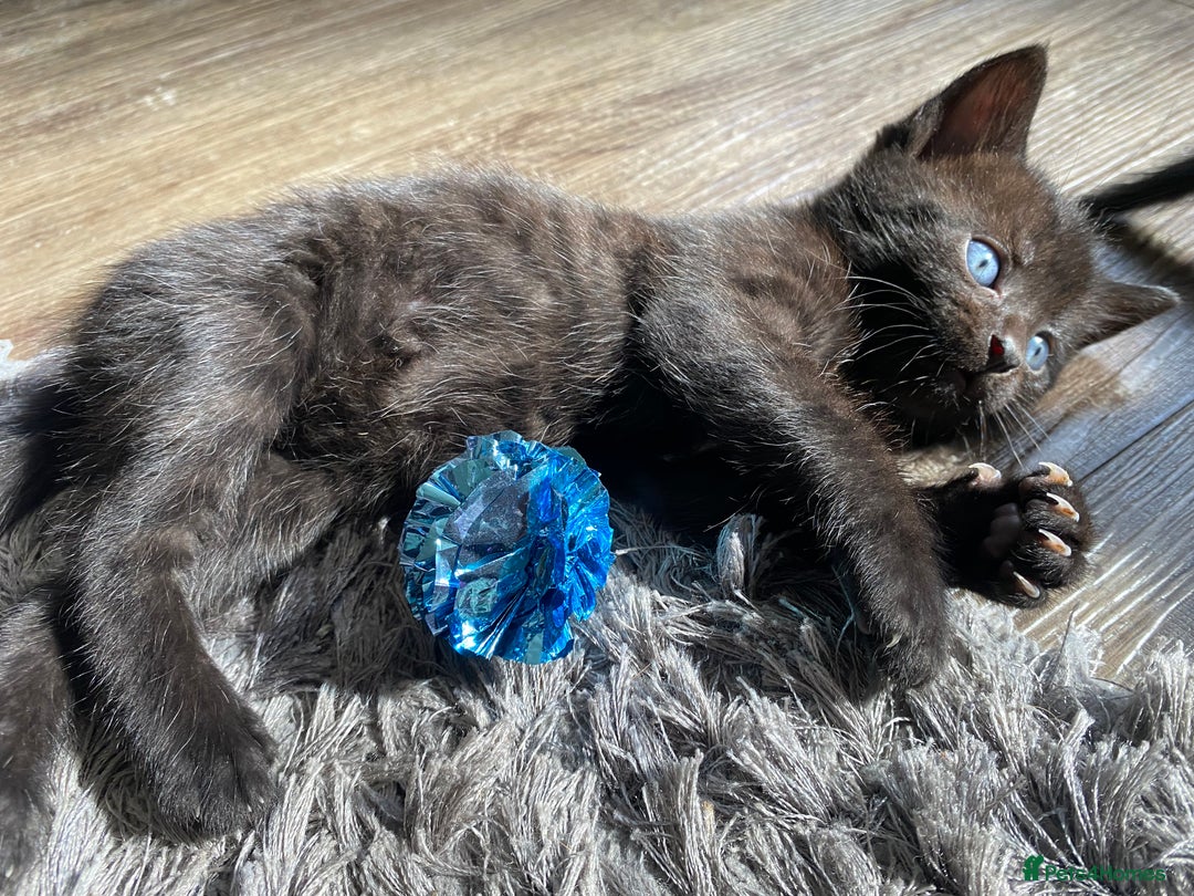 Bengal cats for sale: Mixed Stunning Bengals  - Image 20