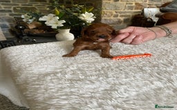 Irish Doodle dogs for sale: Stunning F1 mini Irish  Doodles  - Image 4