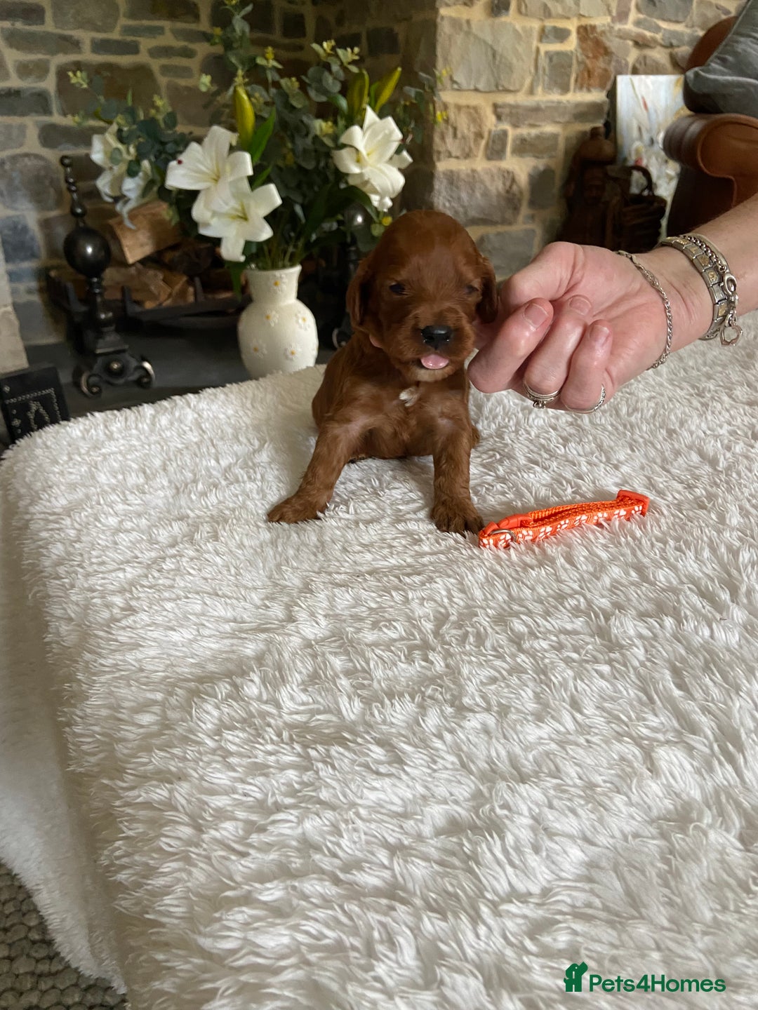 Irish Doodle dogs for sale: Stunning F1 mini Irish  Doodles  - Image 4