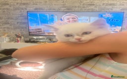 Ragdoll cats for sale: Ready Now!!!! 1 male Ragdoll - Image 1