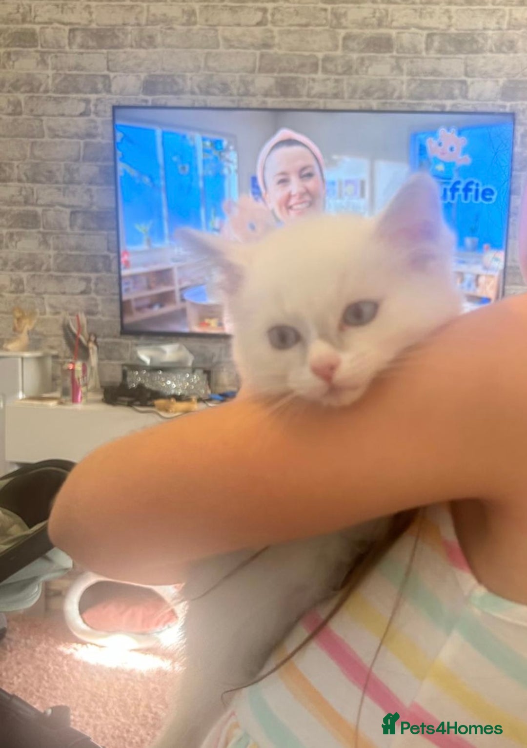Ragdoll cats for sale: Ready Now!!!! 1 male Ragdoll - Image 1