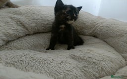 Mixed Breed cats for sale: Sweet kittens for sale - Image 12