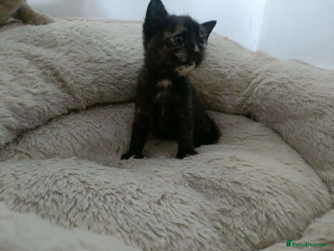 Mixed Breed cats for sale: Sweet kittens for sale - Image 12