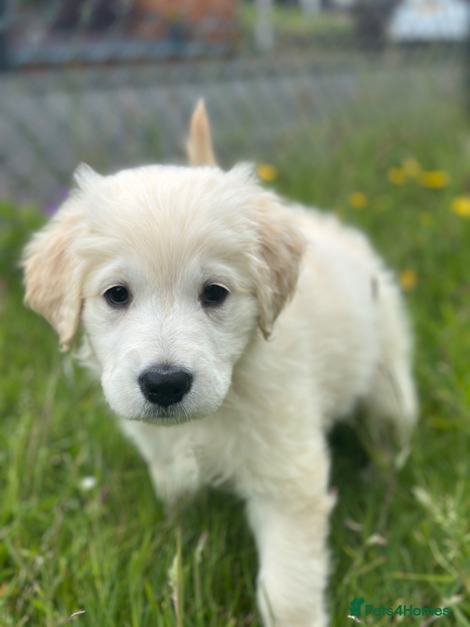 Golden Retriever dogs 8 week old golden retriever  - Advert 1
