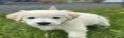 Golden Retriever dogs for sale: 8 week old golden retriever  - Advert 1