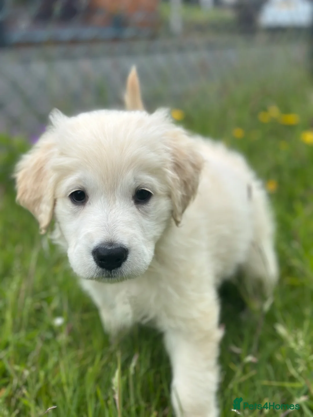 Golden Retriever dogs for sale: 8 week old golden retriever  - Advert 1